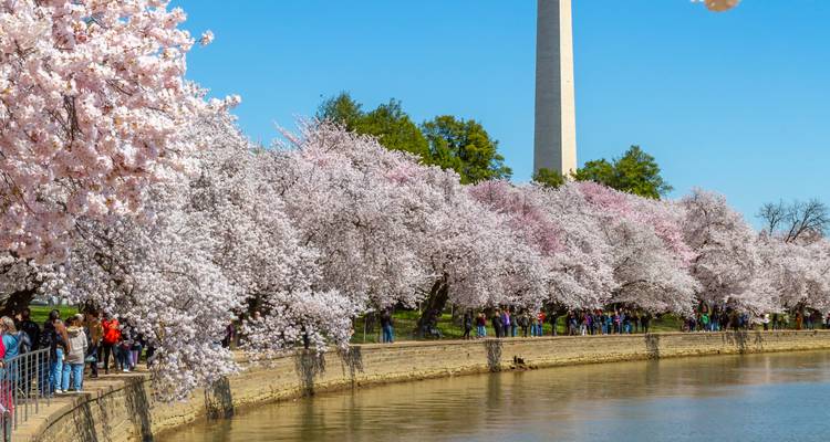 Vue rapprochée de cerisiers en pleine floraison le long du bord de l'eau avec le Washington Monument qui s'élève derrière