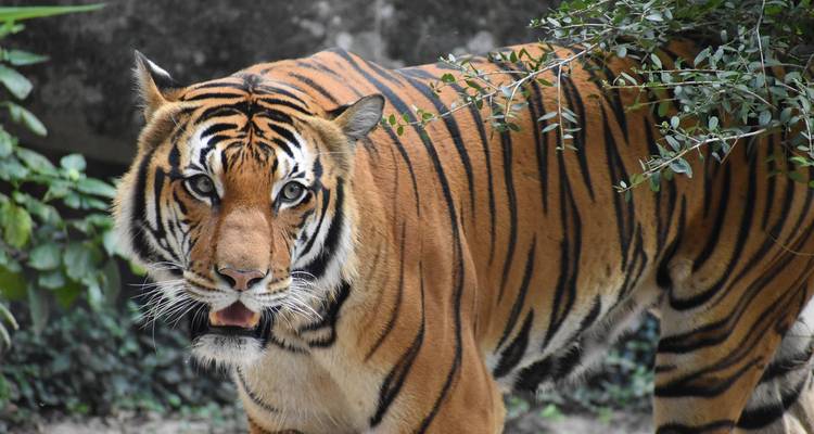 Nahaufnahme-Porträt eines Bengaltigers, der aufmerksam zwischen grünem Laub blickt.