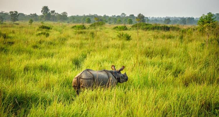 Eenzame eenhoornige neushoorn grazend in het hoge gouden grasland van Chitwan National Park