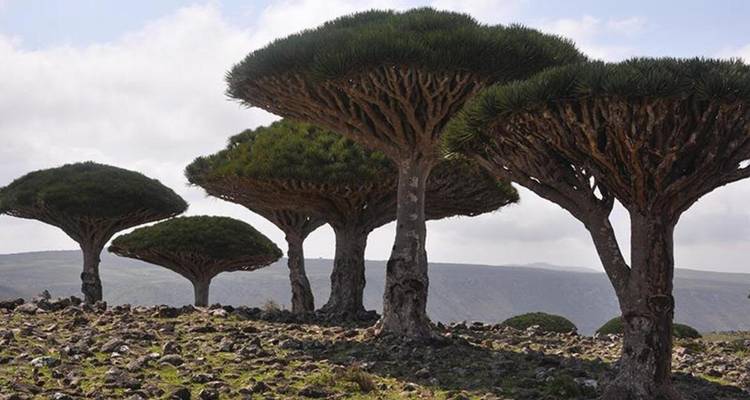 Grupo de árboles Sangre de Dragón de otro mundo que se alzan en una meseta rocosa en Socotra.