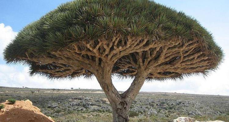 Primer plano de un solo árbol Sangre de Dragón con su copa en forma de paraguas contra el cielo azul.