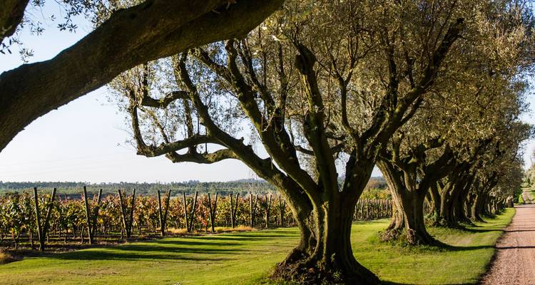 Sun-dappled olive trees line a path beside vineyards turning color in rural Uruguay.