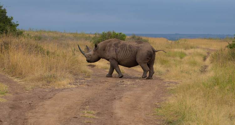 Un rhinocéros solitaire avance à grands pas sur un sentier de terre au milieu des herbes dorées du parc national de Nairobi.