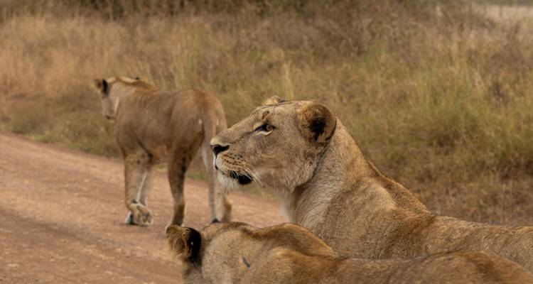 Gros plan de lionnes marchant le long d'un chemin de terre, l'une regardant attentivement au loin.