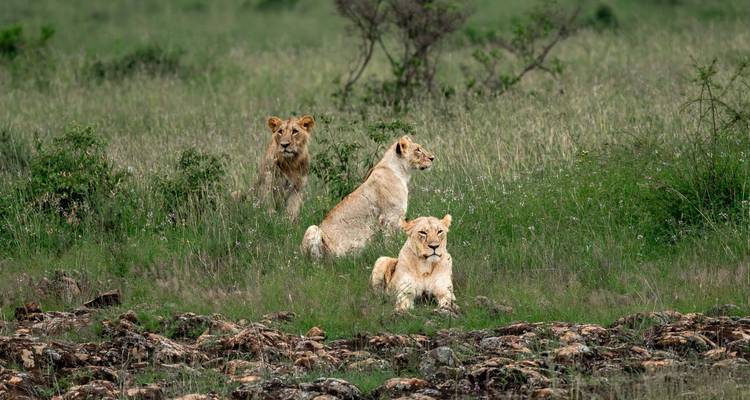 Trois lions se reposent et observent attentivement dans les hautes herbes de la savane.