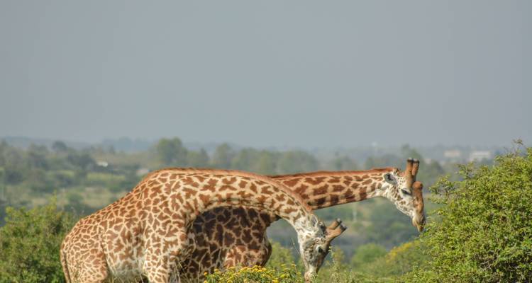 Deux girafes broutent parmi les arbustes sous un ciel pâle dans les plaines kényanes.