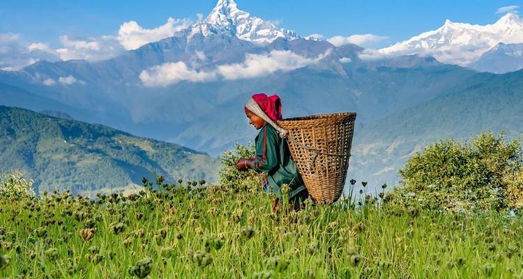 Une femme locale portant un panier en osier récolte des fleurs dans un pré de montagne avec le Machhapuchhre au loin