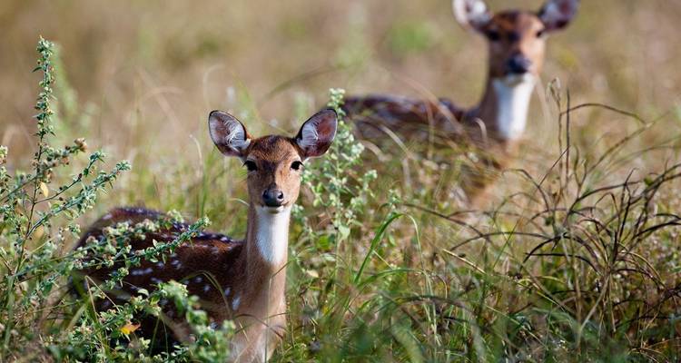 Zwei wachsame Hirsche spähen durch hohes Gras auf einer wilden Wiese