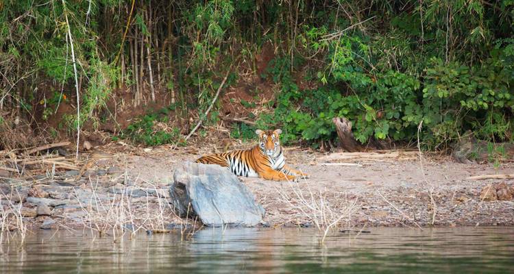 Bengalischer Tiger ruht an einem sandigen Flussufer unter dichtem Ufergebüsch