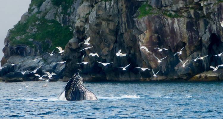 Le dos d'une baleine à bosse émerge au milieu d'un groupe de mouettes près d'imposantes falaises côtières.