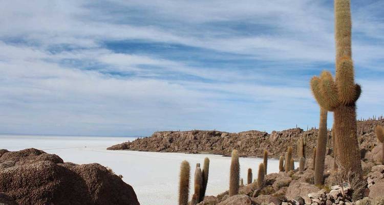 De hauts cactus parsèment une crête rocheuse surplombant la vaste étendue blanche du Salar d'Uyuni.