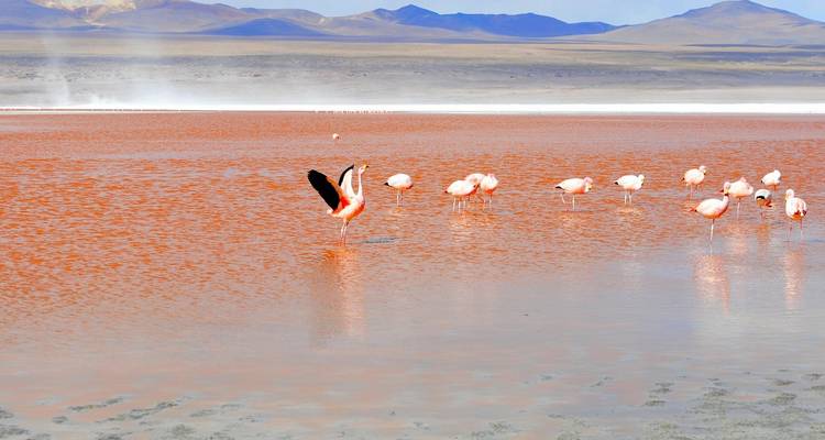 Un groupe de flamants roses se dresse et se nourrit dans les eaux rouge vif de la Laguna Colorada.