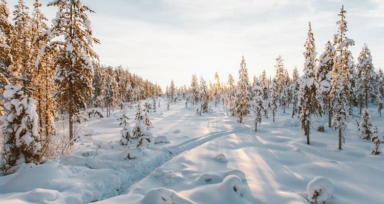 Forêt enneigée dorée avec un sentier sinueux menant vers le soleil hivernal bas.