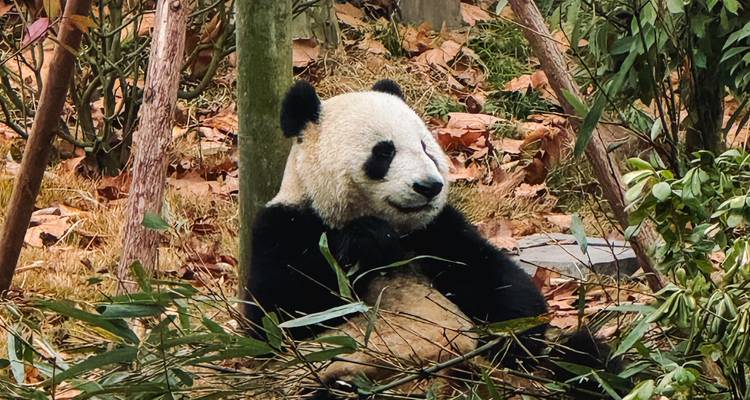 A giant panda lounges among bamboo stalks and autumn leaves.