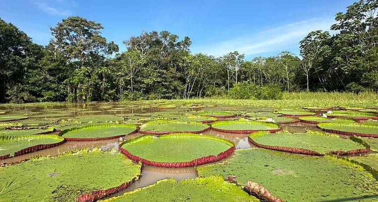Uitgestrekte vijver bedekt met reusachtige Amazone waterlelies omgeven door weelderige jungle.