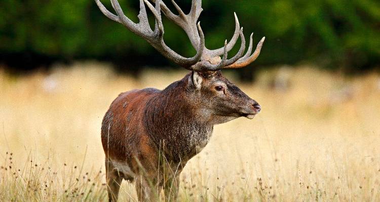 Cerf rouge majestueux avec des bois complets se tenant en alerte dans les hautes herbes.
