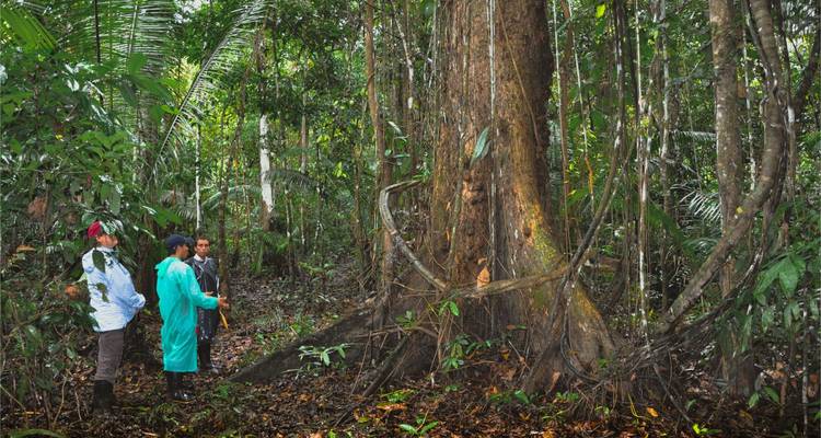 Des visiteurs se tiennent à côté d'un arbre colossal de la forêt tropicale entouré par la végétation dense de l'Amazonie.