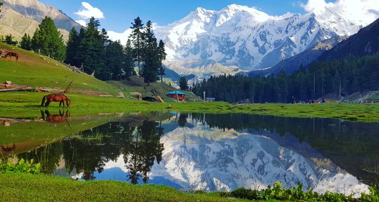 Estanque alpino de calma cristalina que refleja caballos, pinos y el Himalaya cubierto de nieve en Fairy Meadows