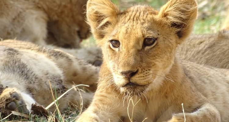 Cachorro de león alerta descansa sobre la hierba mientras otros leones duermen en el fondo.