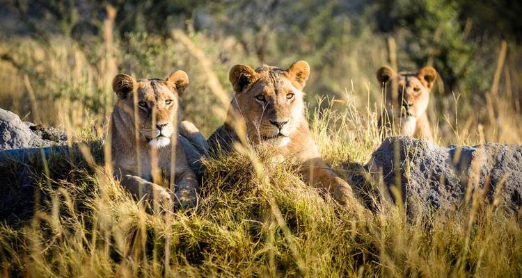 Tres leones observan a través de la hierba alta entre afloramientos rocosos bajo una luz dorada.