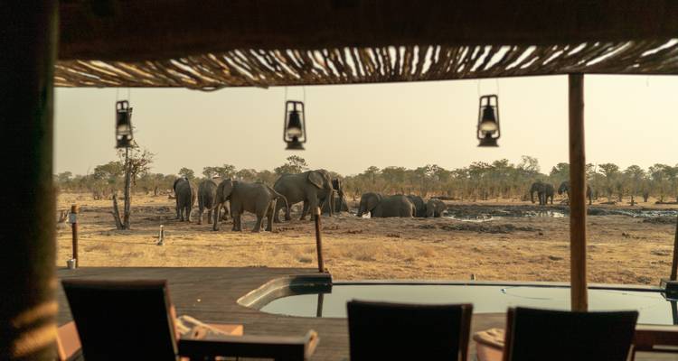 Manada de elefantes bebiendo en un abrevadero vista desde la terraza del lodge junto a la piscina de inmersión.