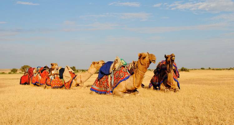 Ligne de chameaux agenouillés avec des couvertures à motifs dans une prairie ouverte et sèche sous un ciel bleu.