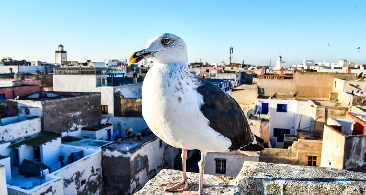 Close-up of a seagull perched on ramparts overlooking the whitewashed rooftops of Essaouira