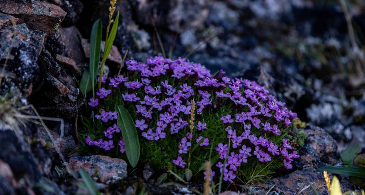 Primer plano de flores árticas de color púrpura vibrante creciendo entre rocas oscuras.