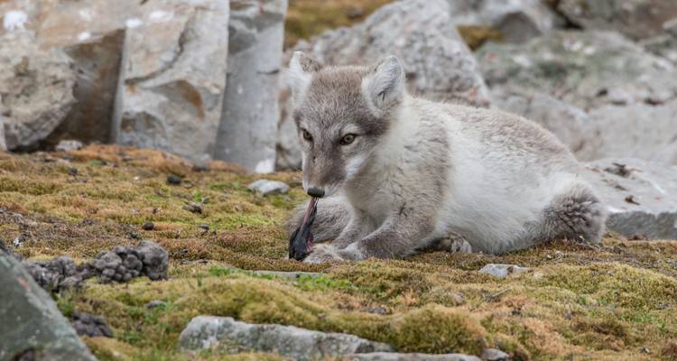 Cachorro de zorro ártico joven masticando su presa mientras está sentado en piedras de tundra cubierta de musgo.
