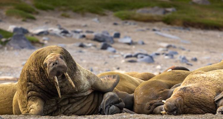 Una morsa grande levanta la cabeza mientras descansa entre un grupo en la playa.