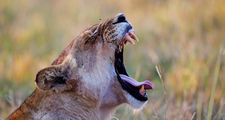 Profil de lionne en plein bâillement montrant les dents et la langue sur fond d'herbe floue.