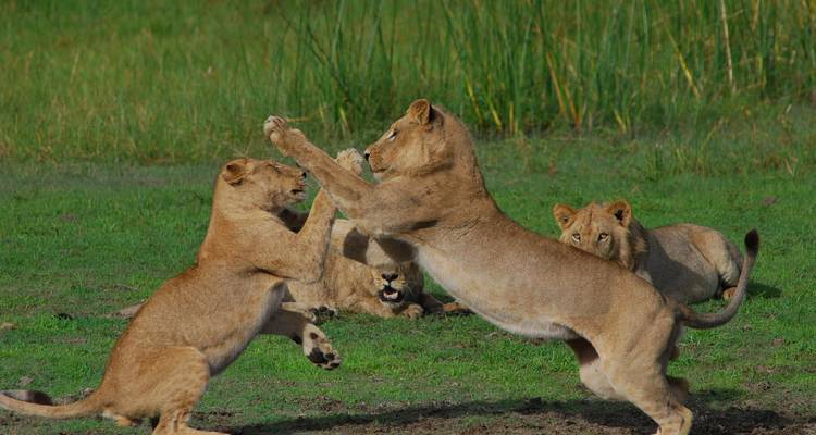 De jeunes lions s'affrontent énergiquement sur l'herbe verte pendant que d'autres observent lors d'une rencontre de safari.