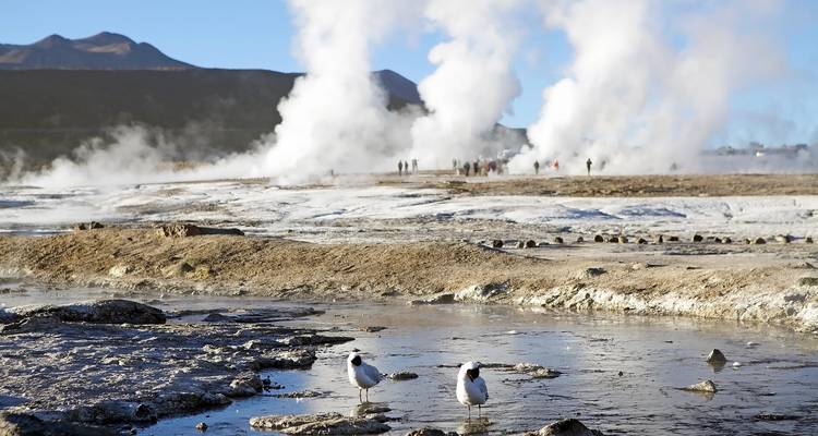 Stoompluimen stijgen op uit het geyservezld El Tatio terwijl bezoekers de geothermische vlakte verkennen.