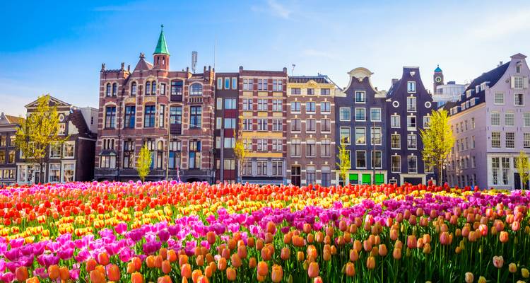 Bright field of multicolored tulips in front of classic step-gabled Amsterdam houses