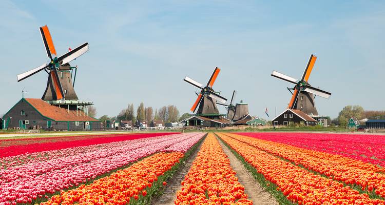 Rows of vibrant tulips lead toward three traditional windmills under a clear blue sky in Zaanse Schans.