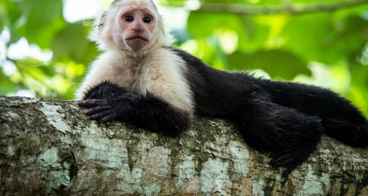 Mono capuchino cariblanco descansando en una rama musgosa de árbol en la jungla.