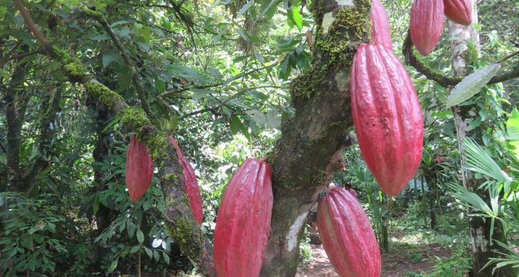 Vainas de cacao rojo brillante creciendo directamente del tronco musgoso de un árbol tropical.