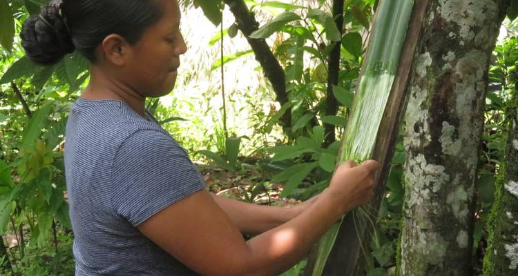 Mujer local separa fibras de una hoja de palma en un entorno selvático, demostrando artesanía tradicional.