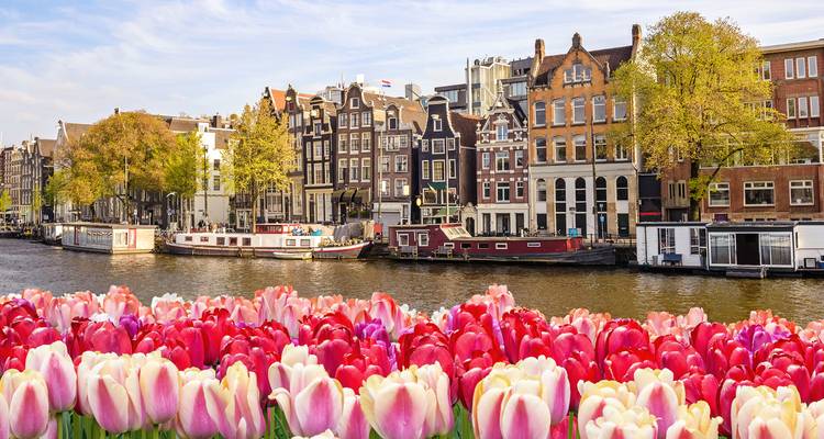 Heldere tulpen omlijsten klassieke puntgevelhuizen aan de grachten van Amsterdam onder een heldere lentehemel.