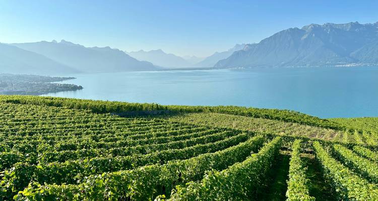 Hileras verdes de viñedos que descienden hacia un vasto lago azul con cadenas montañosas brumosas al fondo.