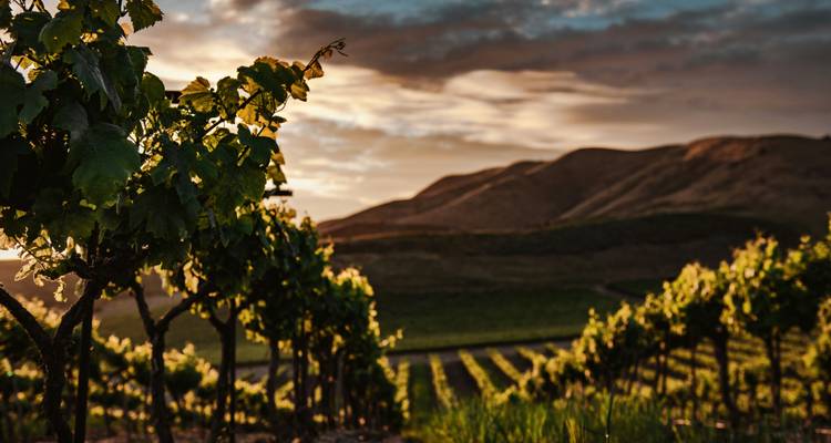 Luz dorada del atardecer iluminando vides en colinas ondulantes con nubes dramáticas en el cielo.
