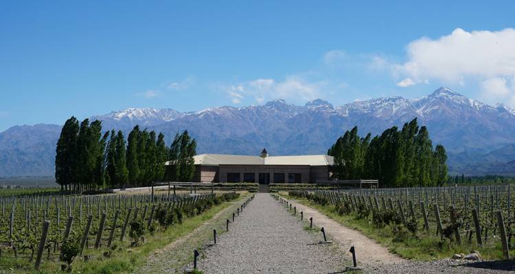 Un largo sendero de grava conduce a través de hileras ordenadas de viñedos hacia una bodega situada contra los picos nevados de los Andes.