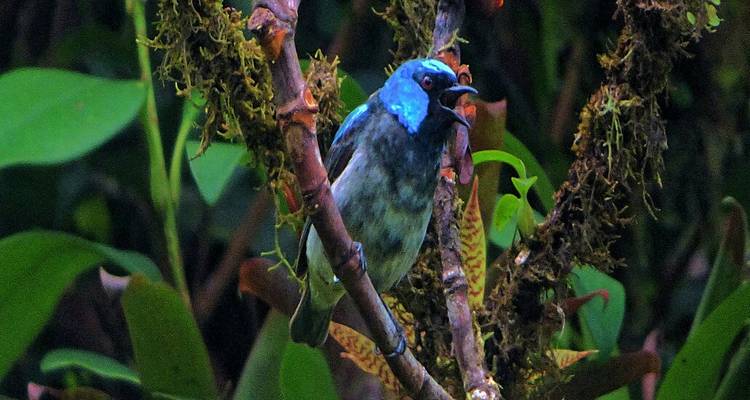 Hellblauer Tangare auf einem moosbewachsenen Ast im dichten Monteverde-Nebelwald sitzend