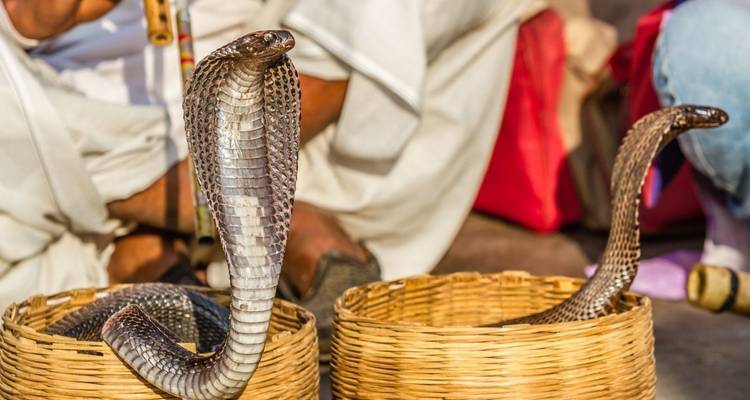 Kobra, die sich aus einem Weidenkorb erhebt während einer traditionellen Schlangenbeschwörer-Darbietung
