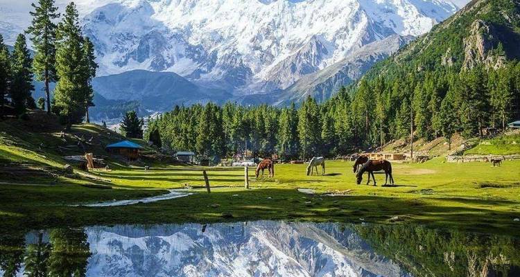 Clear lake reflection of snowy mountains and forest with grazing horses at Fairy Meadows