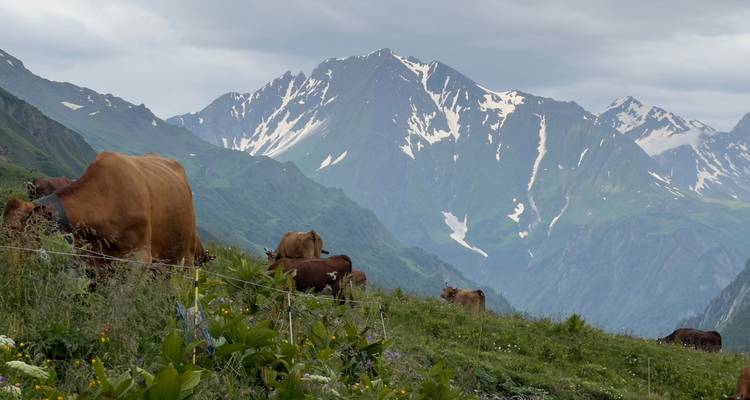 Vacas marrones pastan en un prado alpino verde con montañas nevadas escarpadas detrás.
