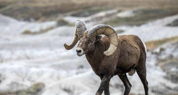 Gros plan d'un bélier mouflon d'Amérique marchant à travers le terrain pâle des Badlands.
