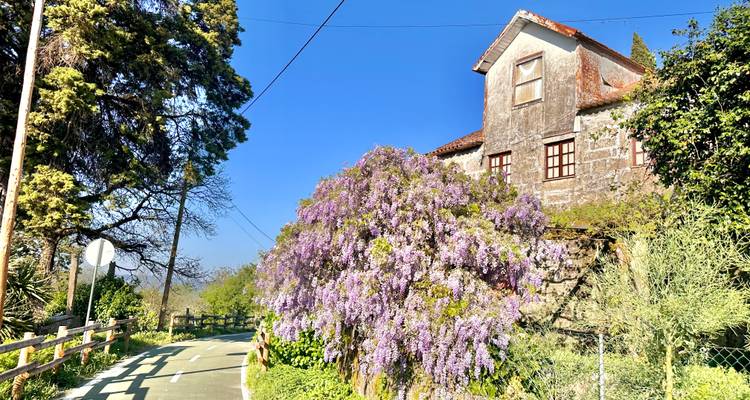 Eine Landstraße führt an einem rustikalen Steinhaus vorbei, das an einem strahlenden Frühlingstag mit violettem Blauregen bewachsen ist.