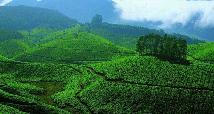 Vastes plantations de thé émeraude tapissant les collines ondulantes sous des nuages épars à Munnar.