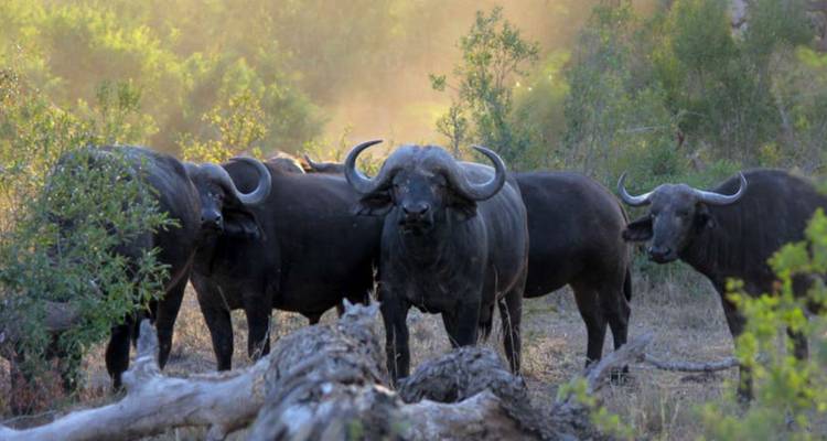 Troupeau de buffles du Cap aux aguets dans une clairière poussiéreuse éclairée par une lumière chaude.